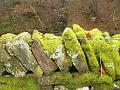 Mossy wall, Blanchland P1150877